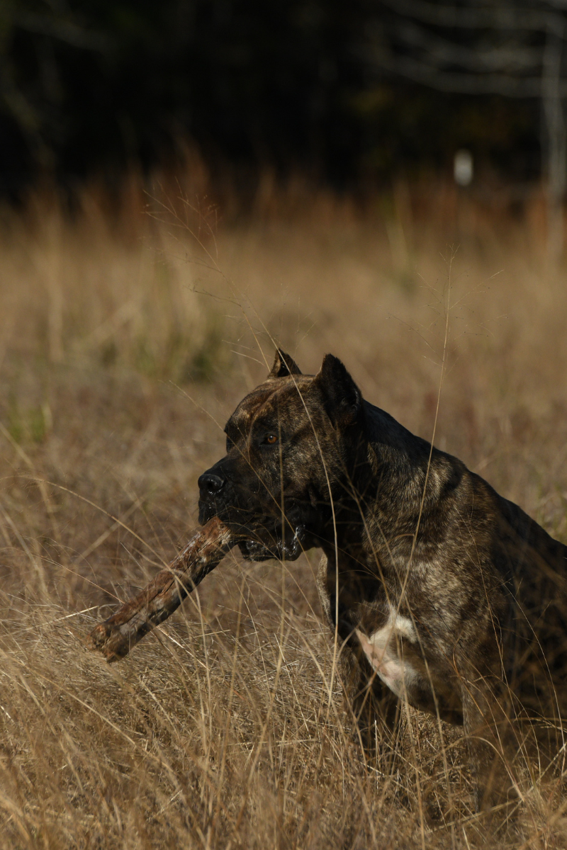 Camaro Guardian Drago Milenairo "Zero" in a field