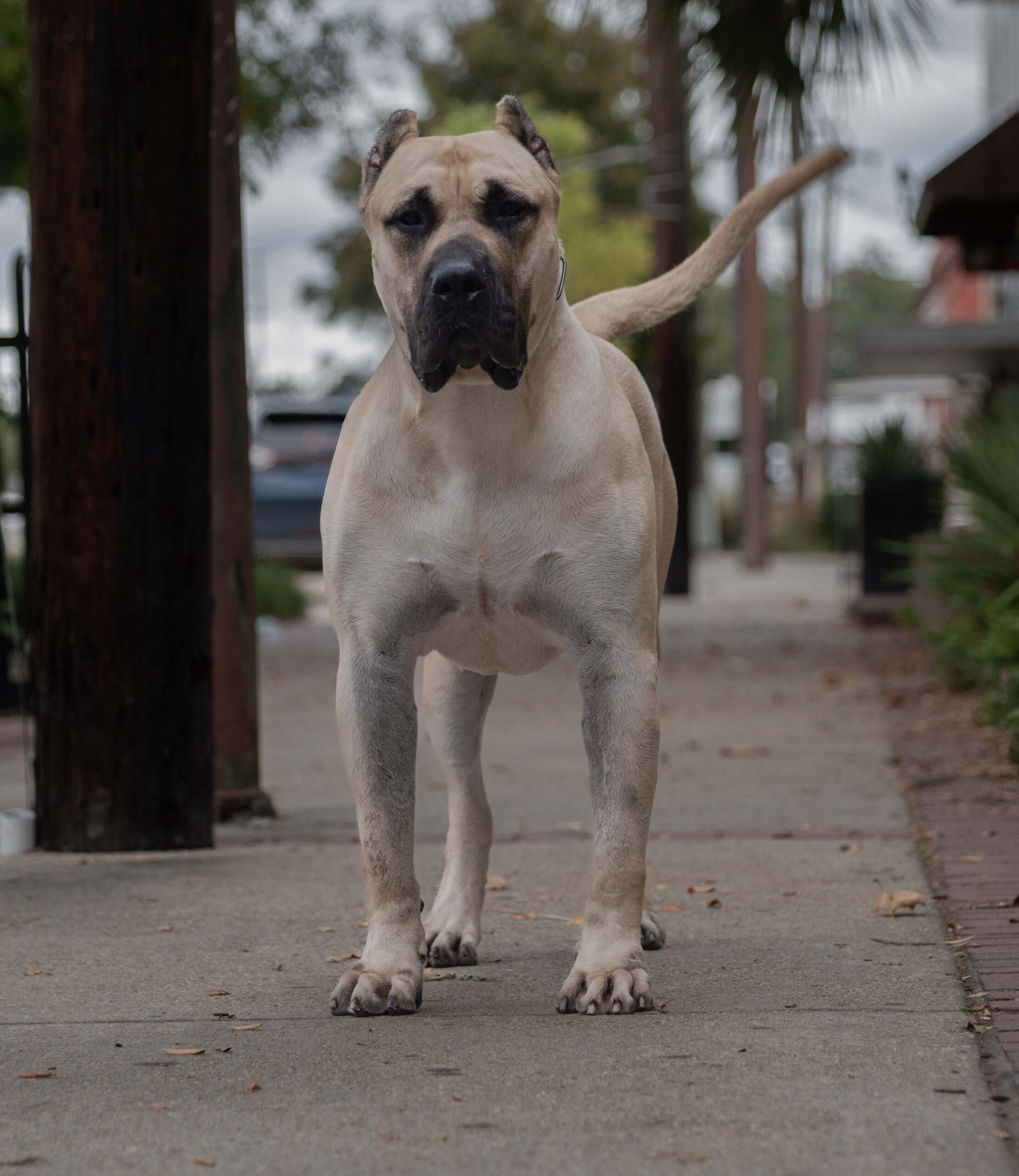 Costa de La Fundacion K-9