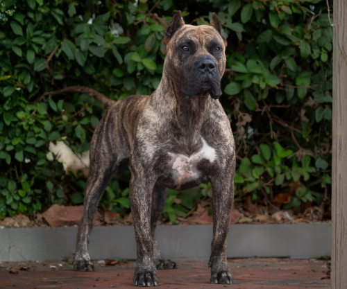 Camaro Guardian Drago Milenairo, call name "Zero", brindle male AKC FSS Presa Canario standing alert on brick with a strong, correct head type, balanced structure, and classic working Presa expression.