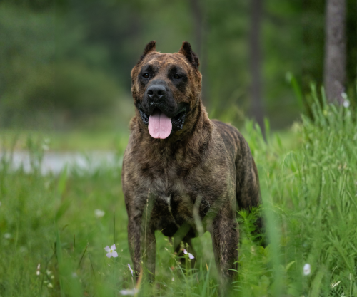 Urion, Brindle Presa Canario Male AKC FSS