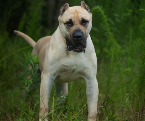 makaveliwebsite default