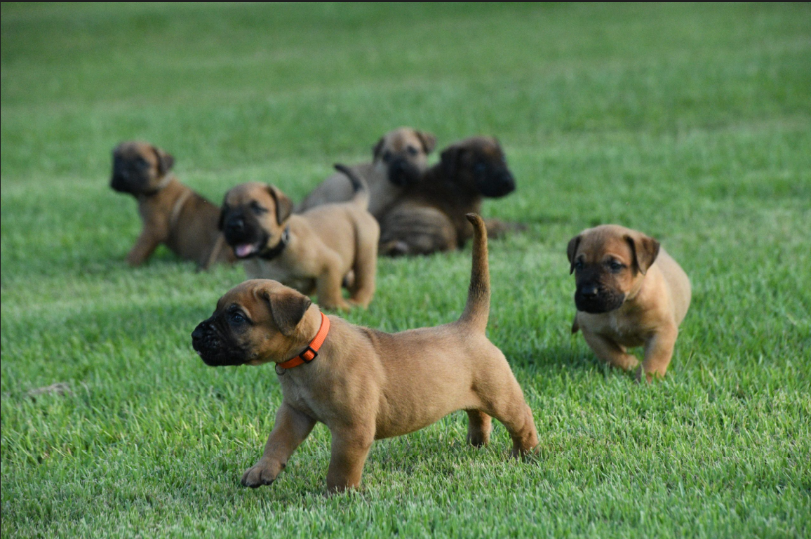 litter of presa canario AKC puppies running in green grass. there are five puppies, two fawn and three brindle.